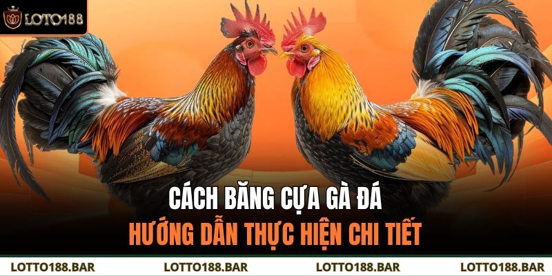 Cách Băng Cựa Gà Đá – Hướng Dẫn Thực Hiện Chi Tiết