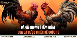 Đá Gà Thomo | Tâm Điểm Của Cá Cược Chiến Kê Quốc Tế