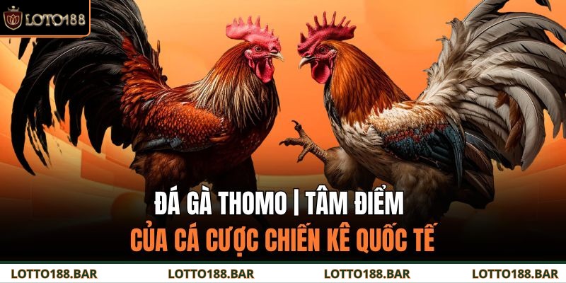 Đá Gà Thomo | Tâm Điểm Của Cá Cược Chiến Kê Quốc Tế