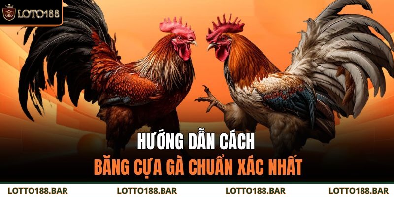 Hướng dẫn cách băng cựa gà chuẩn xác nhất