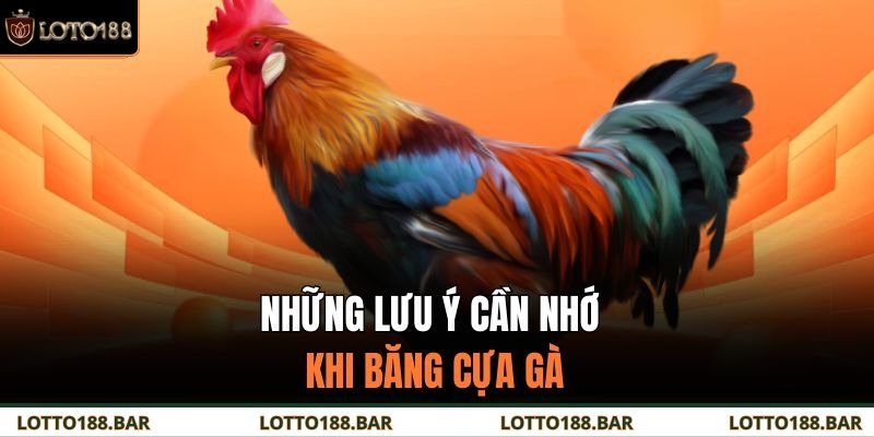 Những lưu ý cần nhớ khi băng cựa gà